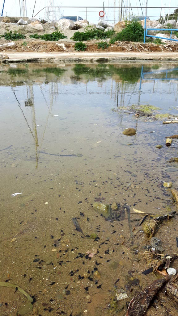 Rio Salivoli (Piombino) - rospi smeraldini in citt!